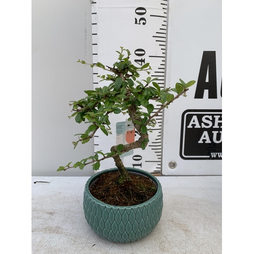 177 - TWO INDOOR BONSAI TREES IN CIRCULAR CERAMIC POTS. ONE CARMONA AND ONE FICUS (FIG) APPROX 40CM IN HEI... 