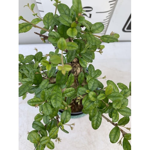 177 - TWO INDOOR BONSAI TREES IN CIRCULAR CERAMIC POTS. ONE CARMONA AND ONE FICUS (FIG) APPROX 40CM IN HEI... 