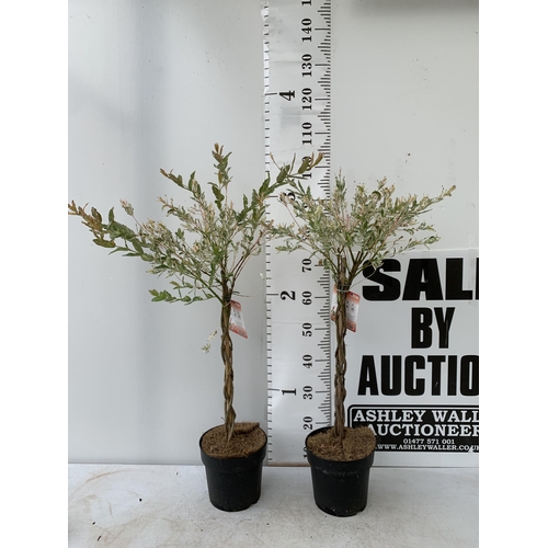 179 - TWO STANDARD TWISTED STEM PLAITED SALIX INTEGRA 'FLAMINGO' APPROX 100CM IN HEIGHT IN 3 LTR POTS PLUS... 