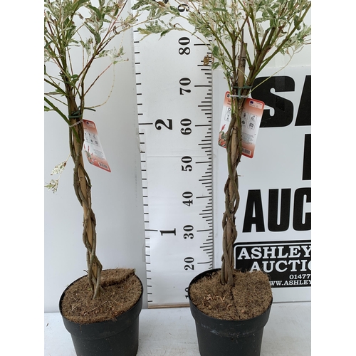 179 - TWO STANDARD TWISTED STEM PLAITED SALIX INTEGRA 'FLAMINGO' APPROX 100CM IN HEIGHT IN 3 LTR POTS PLUS... 