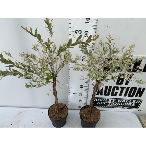 179 - TWO STANDARD TWISTED STEM PLAITED SALIX INTEGRA 'FLAMINGO' APPROX 100CM IN HEIGHT IN 3 LTR POTS PLUS... 