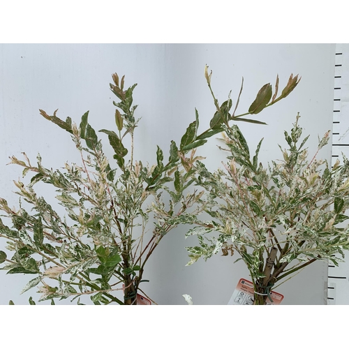 179 - TWO STANDARD TWISTED STEM PLAITED SALIX INTEGRA 'FLAMINGO' APPROX 100CM IN HEIGHT IN 3 LTR POTS PLUS... 