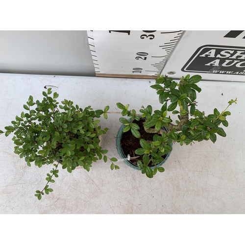 18 - TWO INDOOR BONSAI TREES IN CIRCULAR CERAMIC POTS. ONE ZELKOVA AND ONE CARMONA APPROX 30-40CM IN HEIG... 