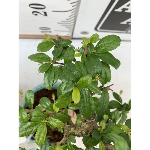 18 - TWO INDOOR BONSAI TREES IN CIRCULAR CERAMIC POTS. ONE ZELKOVA AND ONE CARMONA APPROX 30-40CM IN HEIG... 