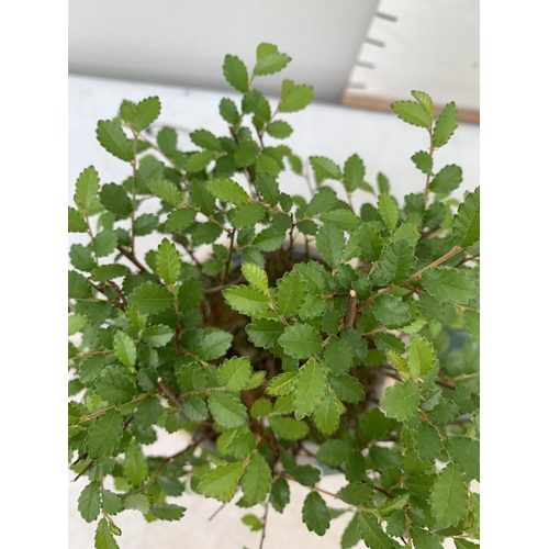 18 - TWO INDOOR BONSAI TREES IN CIRCULAR CERAMIC POTS. ONE ZELKOVA AND ONE CARMONA APPROX 30-40CM IN HEIG... 