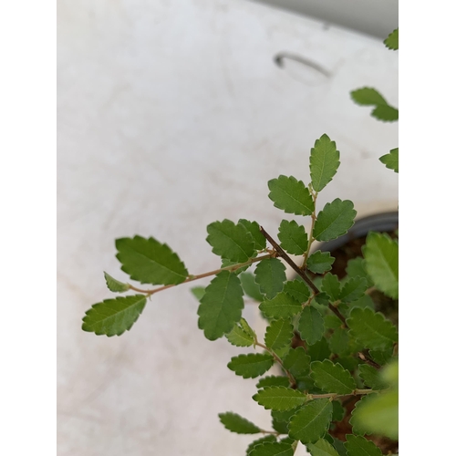 18 - TWO INDOOR BONSAI TREES IN CIRCULAR CERAMIC POTS. ONE ZELKOVA AND ONE CARMONA APPROX 30-40CM IN HEIG... 