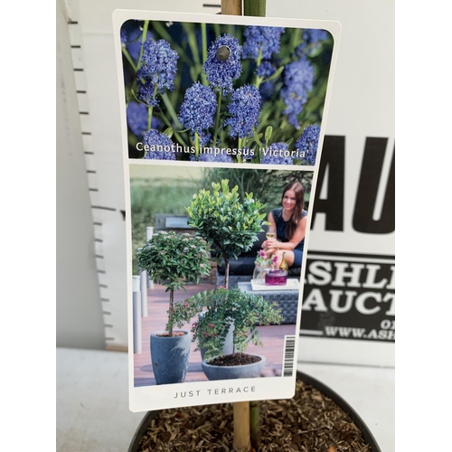 180 - MIXED LOT OF TWO STANDARD TREES - ONE CEANOTHUS IMPRESSUS 'VICTORIA' AND ONE GINKGO BILOBA 'MARIKEN'... 