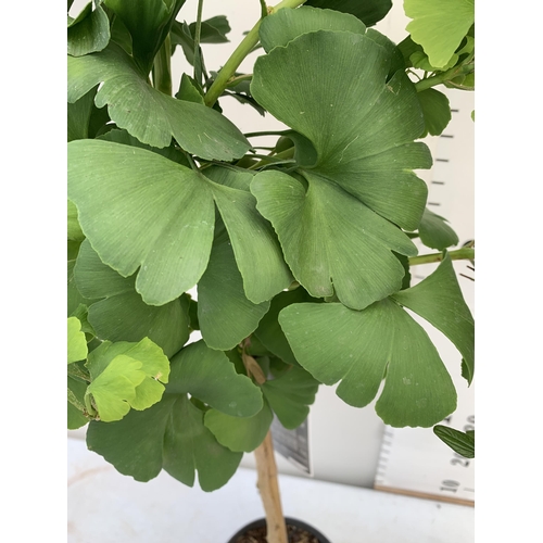 180 - MIXED LOT OF TWO STANDARD TREES - ONE CEANOTHUS IMPRESSUS 'VICTORIA' AND ONE GINKGO BILOBA 'MARIKEN'... 