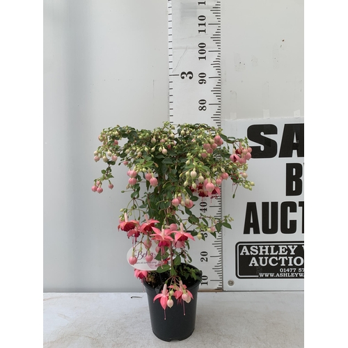 181 - ONE MIXED BELLA STANDARD FUCHSIA IN LIGHT PINK IN A 3 LTR POT 70CM -80CM TALL PLUS VAT