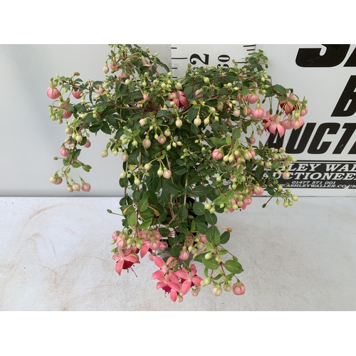 181 - ONE MIXED BELLA STANDARD FUCHSIA IN LIGHT PINK IN A 3 LTR POT 70CM -80CM TALL PLUS VAT