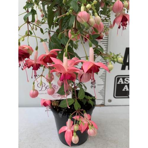 181 - ONE MIXED BELLA STANDARD FUCHSIA IN LIGHT PINK IN A 3 LTR POT 70CM -80CM TALL PLUS VAT