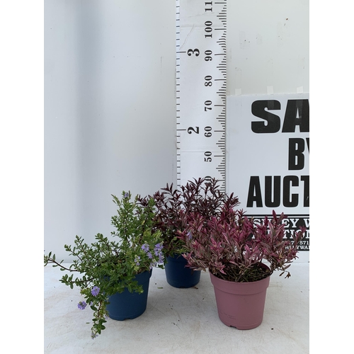 189 - THREE MIXED HEBES 'MAGIC SUMMER' 'TRUE LOVE' AND 'GARDEN BEAUTY PURPLE' IN 3 LTR POTS APPROX 50CM IN... 