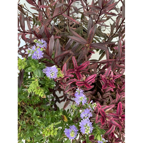 189 - THREE MIXED HEBES 'MAGIC SUMMER' 'TRUE LOVE' AND 'GARDEN BEAUTY PURPLE' IN 3 LTR POTS APPROX 50CM IN... 