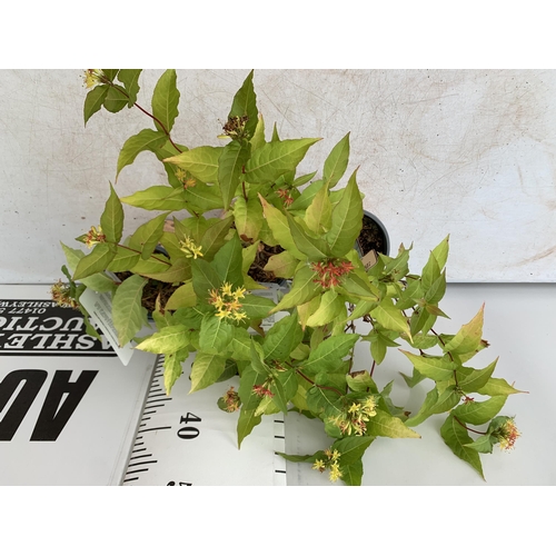 197 - THREE DIERVILLA RIVULARIS HONEYBEE PLANTS IN 1.5 LTR POTS - THIS HARDY PLANT FLOWERS FROM JUNE TO OC... 