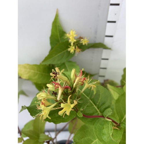 197 - THREE DIERVILLA RIVULARIS HONEYBEE PLANTS IN 1.5 LTR POTS - THIS HARDY PLANT FLOWERS FROM JUNE TO OC... 