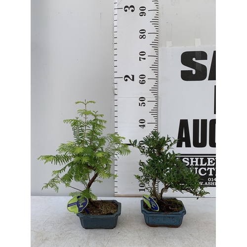 198 - TWO OUTDOOR BONSAI TREES IN CERAMIC POTS. ONE ILEX AND ONE METASEQUOIA APPROX 35-50CM IN HEIGHT PLUS... 