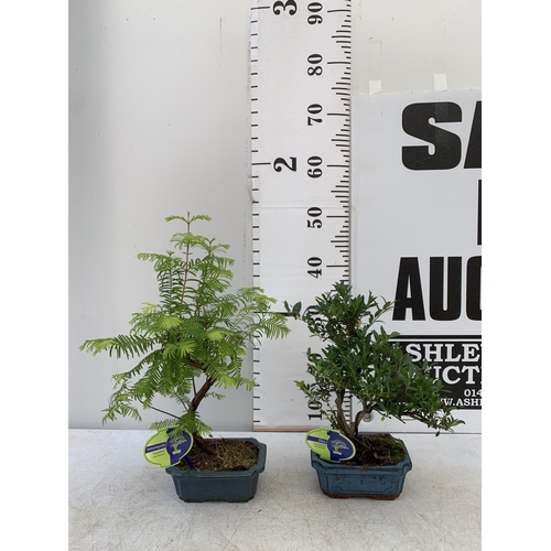 198 - TWO OUTDOOR BONSAI TREES IN CERAMIC POTS. ONE ILEX AND ONE METASEQUOIA APPROX 35-50CM IN HEIGHT PLUS... 