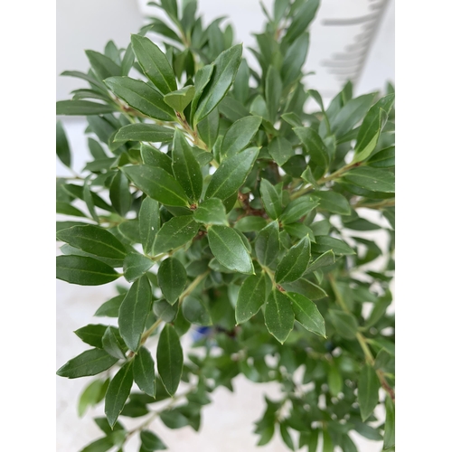 198 - TWO OUTDOOR BONSAI TREES IN CERAMIC POTS. ONE ILEX AND ONE METASEQUOIA APPROX 35-50CM IN HEIGHT PLUS... 