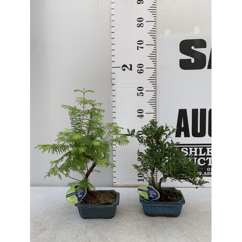 198 - TWO OUTDOOR BONSAI TREES IN CERAMIC POTS. ONE ILEX AND ONE METASEQUOIA APPROX 35-50CM IN HEIGHT PLUS... 