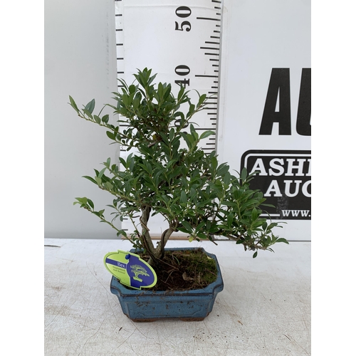 198 - TWO OUTDOOR BONSAI TREES IN CERAMIC POTS. ONE ILEX AND ONE METASEQUOIA APPROX 35-50CM IN HEIGHT PLUS... 