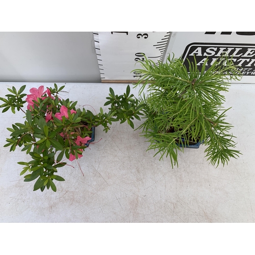 21 - TWO OUTDOOR BONSAI TREES IN CERAMIC POTS. ONE RHODODENDRON AND ONE PSEUDOLARIX APPROX 40CM IN HEIGHT... 