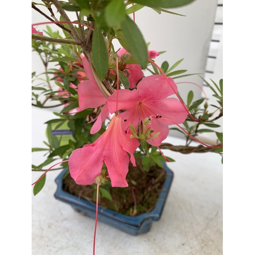 21 - TWO OUTDOOR BONSAI TREES IN CERAMIC POTS. ONE RHODODENDRON AND ONE PSEUDOLARIX APPROX 40CM IN HEIGHT... 