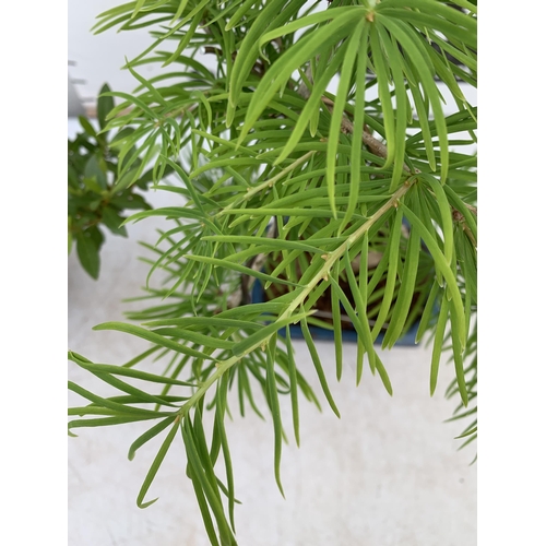 21 - TWO OUTDOOR BONSAI TREES IN CERAMIC POTS. ONE RHODODENDRON AND ONE PSEUDOLARIX APPROX 40CM IN HEIGHT... 