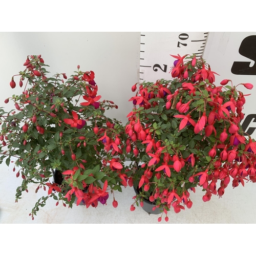 25 - TWO MIXED BELLA STANDARD FUCHSIA PINK AND PURPLE IN A 3 LTR POTS 70CM -80CM TALL TO BE SOLD FOR THE ... 