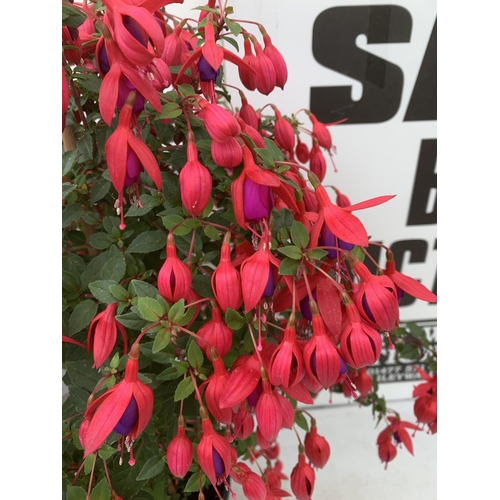 25 - TWO MIXED BELLA STANDARD FUCHSIA PINK AND PURPLE IN A 3 LTR POTS 70CM -80CM TALL TO BE SOLD FOR THE ... 