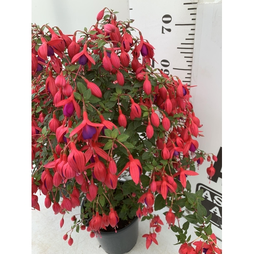 25 - TWO MIXED BELLA STANDARD FUCHSIA PINK AND PURPLE IN A 3 LTR POTS 70CM -80CM TALL TO BE SOLD FOR THE ... 