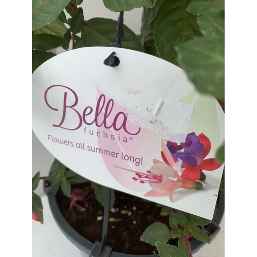 25 - TWO MIXED BELLA STANDARD FUCHSIA PINK AND PURPLE IN A 3 LTR POTS 70CM -80CM TALL TO BE SOLD FOR THE ... 