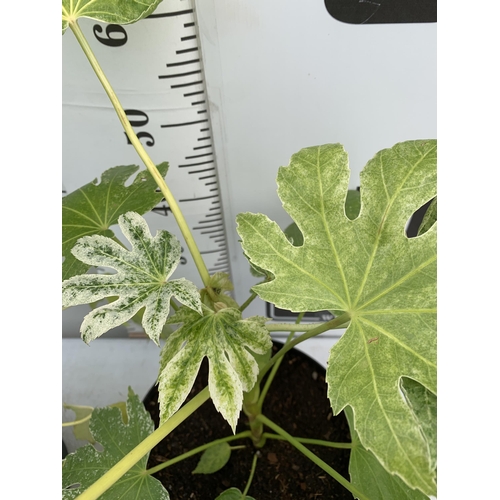 26 - TWO LARGE FATSIA JAPONICA 'SPIDERS WEB' AND FATSIA POLYCARPA 'GREEN FINGERS' IN 7 LTR POTS 70-80CM T... 