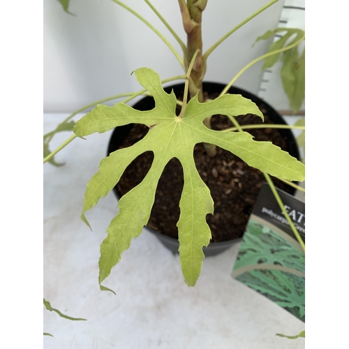 26 - TWO LARGE FATSIA JAPONICA 'SPIDERS WEB' AND FATSIA POLYCARPA 'GREEN FINGERS' IN 7 LTR POTS 70-80CM T... 