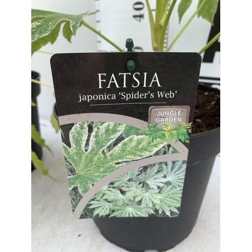 26 - TWO LARGE FATSIA JAPONICA 'SPIDERS WEB' AND FATSIA POLYCARPA 'GREEN FINGERS' IN 7 LTR POTS 70-80CM T... 