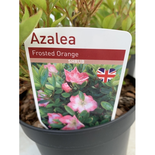 29 - MIXED LOT OF SIX SHRUBS AZALEA 'FROSTED ORANGE' AND 'HOT SHOT', PROSTANTHERA CUNEATA, HOUTTENYIA 'CH... 