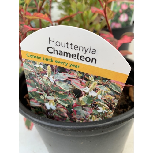 29 - MIXED LOT OF SIX SHRUBS AZALEA 'FROSTED ORANGE' AND 'HOT SHOT', PROSTANTHERA CUNEATA, HOUTTENYIA 'CH... 