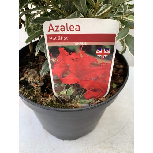 29 - MIXED LOT OF SIX SHRUBS AZALEA 'FROSTED ORANGE' AND 'HOT SHOT', PROSTANTHERA CUNEATA, HOUTTENYIA 'CH... 