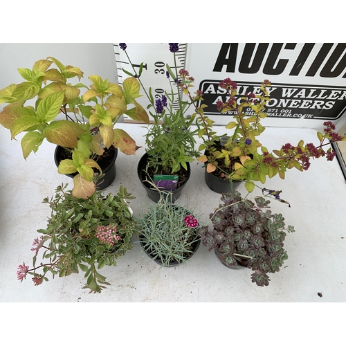 31 - SIX MIXED ALPINES AND PERENNIALS TO INCLUDE A LAVENDER HIDCOTE BLUE STRAIN, TWO SEDUM VARIEGATUM,A P... 