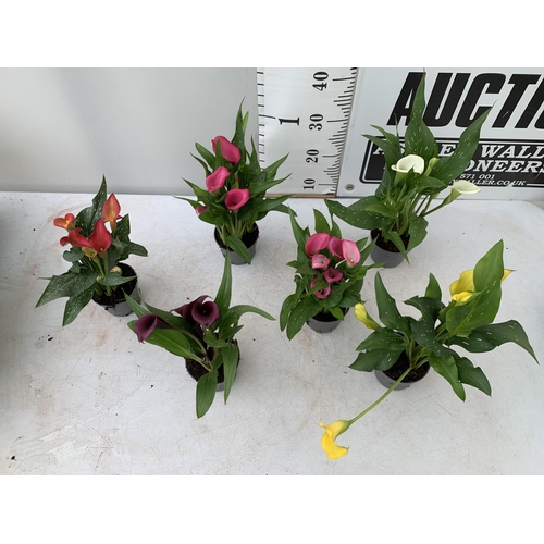 33 - SIX MIXED COLOURS ZANTEDESCHIA CALLA LILLIES IN P10 POTS APPROX 40CM IN HEIGHT PLUS VAT TO BE SOLD F... 