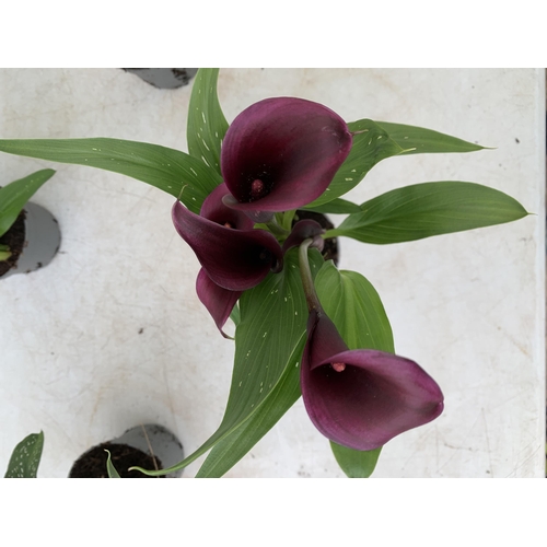 33 - SIX MIXED COLOURS ZANTEDESCHIA CALLA LILLIES IN P10 POTS APPROX 40CM IN HEIGHT PLUS VAT TO BE SOLD F... 