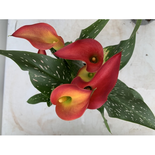 33 - SIX MIXED COLOURS ZANTEDESCHIA CALLA LILLIES IN P10 POTS APPROX 40CM IN HEIGHT PLUS VAT TO BE SOLD F... 