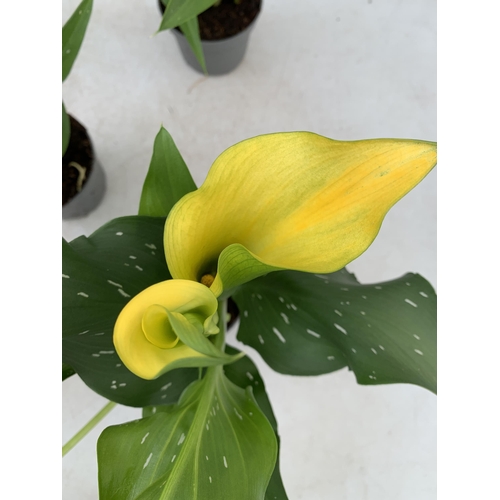 33 - SIX MIXED COLOURS ZANTEDESCHIA CALLA LILLIES IN P10 POTS APPROX 40CM IN HEIGHT PLUS VAT TO BE SOLD F... 