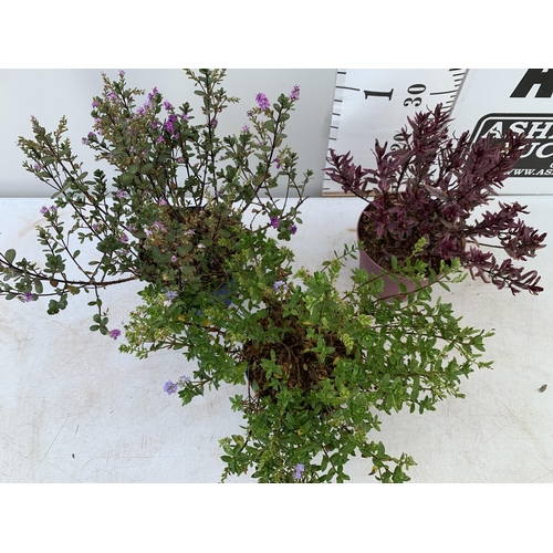 35 - THREE MIXED HEBES 'SPARKLING SAPPHIRE' 'TRUE LOVE' AND 'GARDEN BEAUTY PURPLE' IN 3 LTR POTS APPROX 4... 