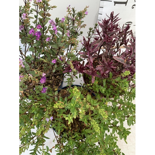 35 - THREE MIXED HEBES 'SPARKLING SAPPHIRE' 'TRUE LOVE' AND 'GARDEN BEAUTY PURPLE' IN 3 LTR POTS APPROX 4... 