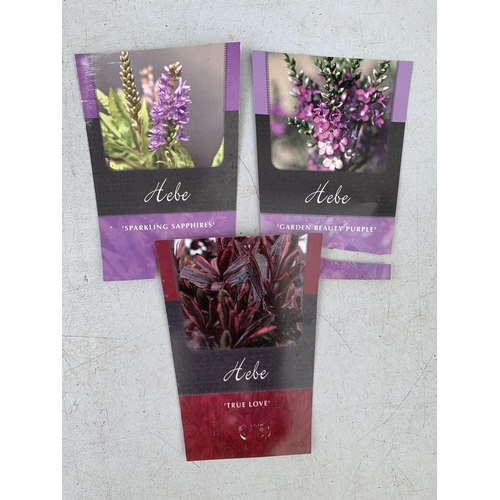 35 - THREE MIXED HEBES 'SPARKLING SAPPHIRE' 'TRUE LOVE' AND 'GARDEN BEAUTY PURPLE' IN 3 LTR POTS APPROX 4... 