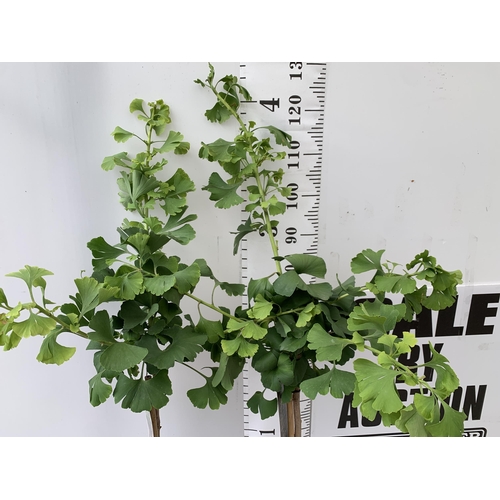 36 - TWO GINKGO BILOBA 'MARIKEN' IN 3 LTR POTS APPROX 120CM IN HEIGHT PLUS VAT TO BE SOLD FOR THE TWO