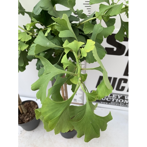 36 - TWO GINKGO BILOBA 'MARIKEN' IN 3 LTR POTS APPROX 120CM IN HEIGHT PLUS VAT TO BE SOLD FOR THE TWO