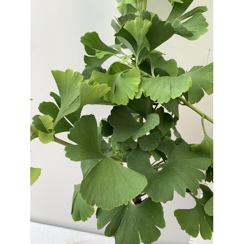 36 - TWO GINKGO BILOBA 'MARIKEN' IN 3 LTR POTS APPROX 120CM IN HEIGHT PLUS VAT TO BE SOLD FOR THE TWO