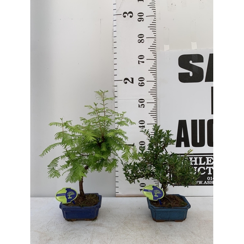 42 - TWO OUTDOOR BONSAI TREES IN CERAMIC POTS. ONE ILEX AND ONE METASEQUOIA APPROX 40-50CM IN HEIGHT PLUS... 