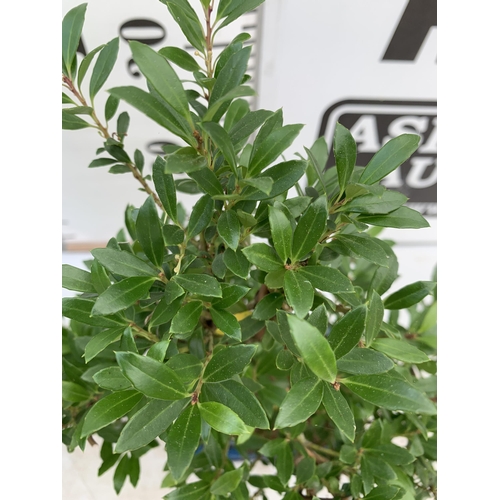 42 - TWO OUTDOOR BONSAI TREES IN CERAMIC POTS. ONE ILEX AND ONE METASEQUOIA APPROX 40-50CM IN HEIGHT PLUS... 